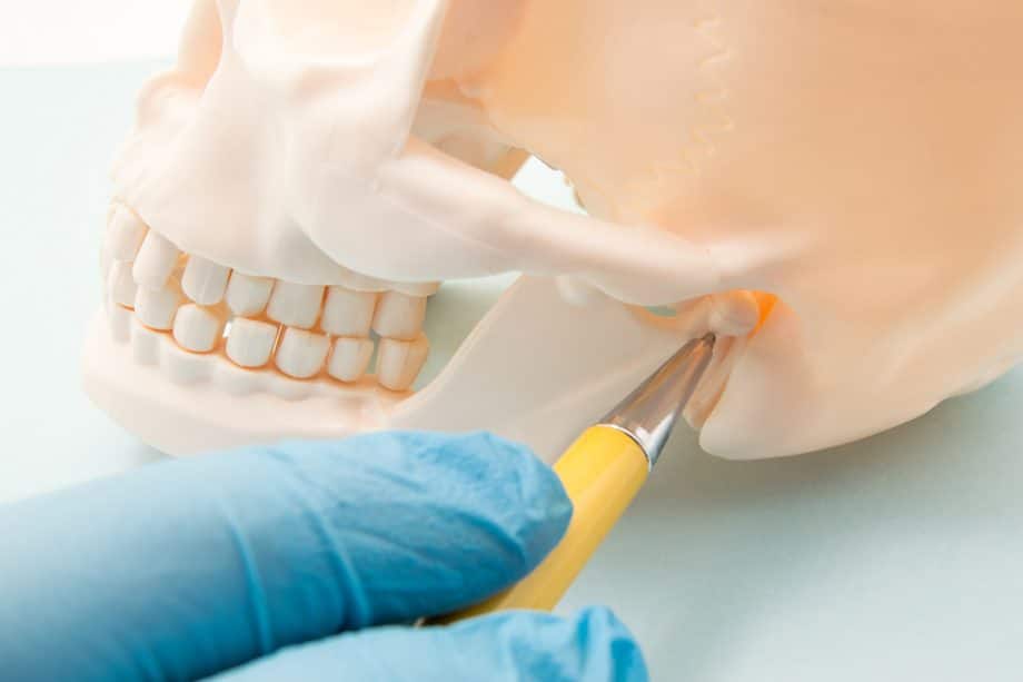 dentist indicates TMJ on a model skull